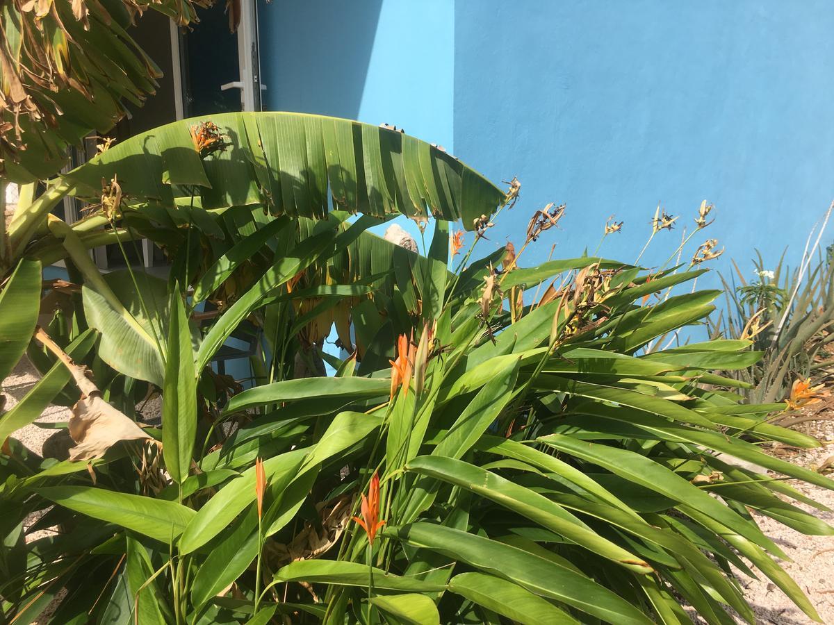 Appartement Tropical Breeze Curacao à Santa Catharina Extérieur photo