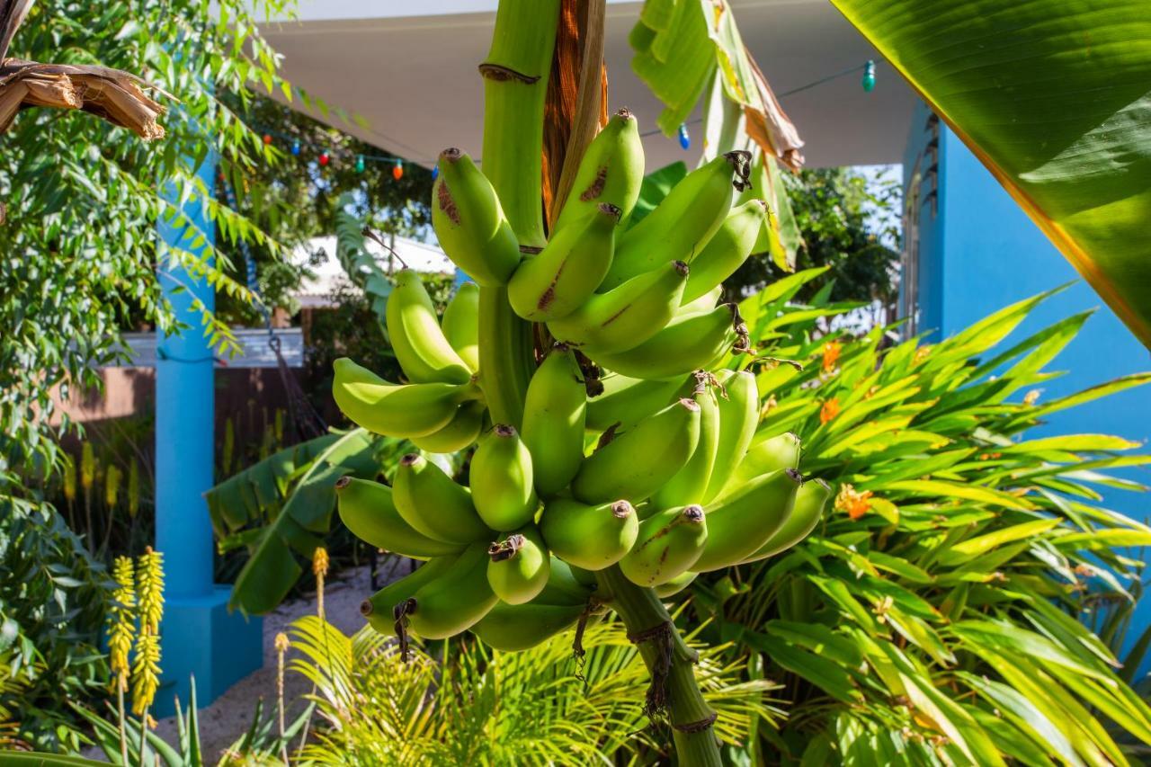 Appartement Tropical Breeze Curacao à Santa Catharina Extérieur photo